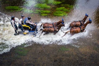 marathonfahrt vierspänner ponies donaueschingen 