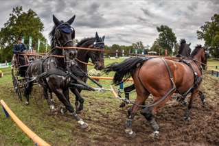 cai donaueschingen vierspänner großpferde
