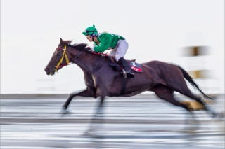 galopper beim duhner wattrennen