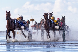 traber beim duhner wattrennen