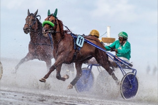 traber beim duhner wattrennen