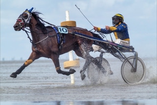 traber beim duhner wattrennen