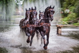 marathonfahrt vierspänner grosspferde donaueschingen 