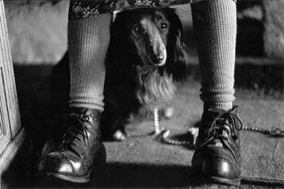 aus der fotoreportage "annas letzter herbst": dackel "waldi" an seinem lieblingsort